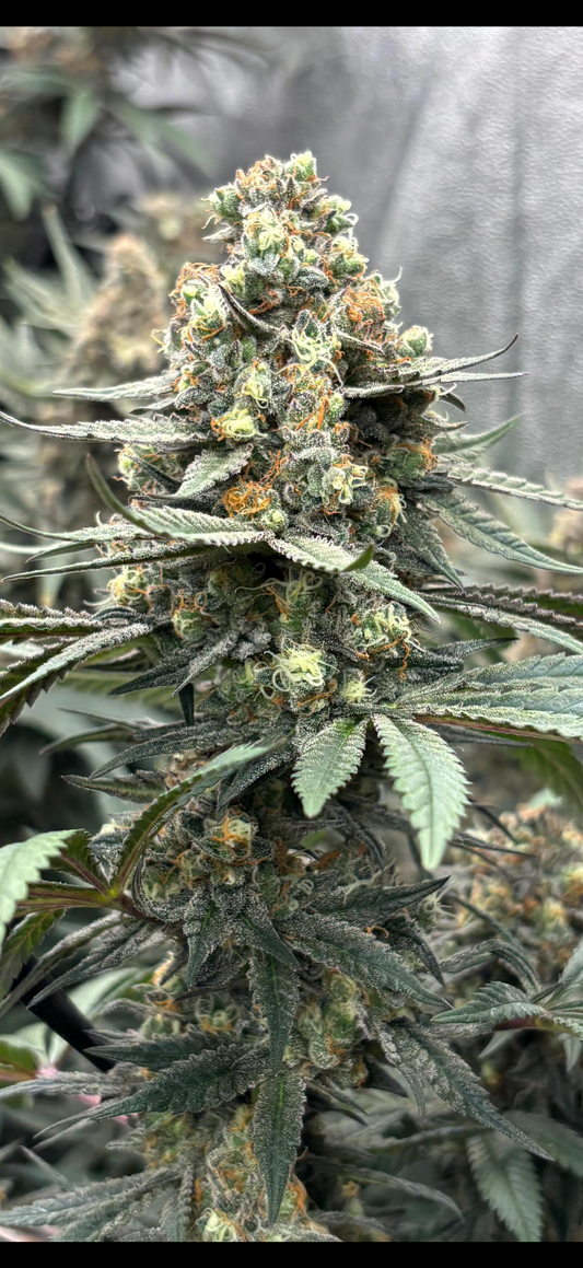 Unicorn Terrine (Apple Sauce Feminized Type 3 CBD )