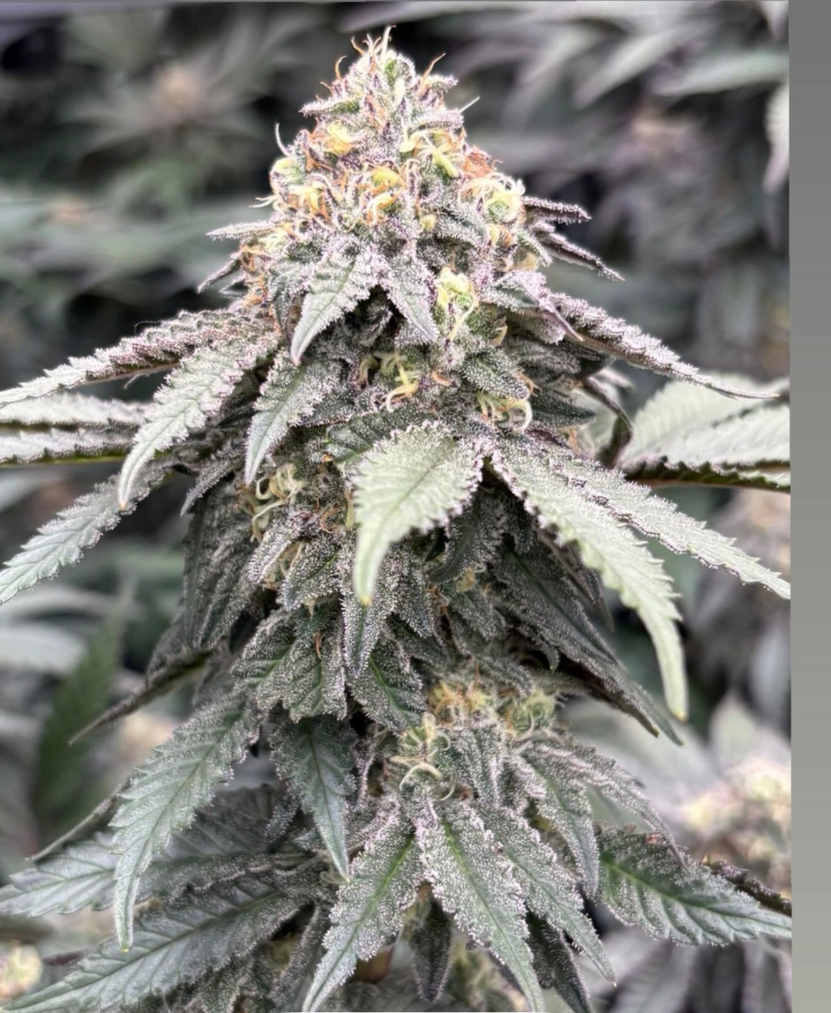 Relish Pomme (Apple Sauce  Feminized Type 3  CBD)