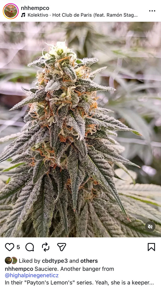 Sauciere Feminized CBD Seeds (Payton's Lemons Type 3)