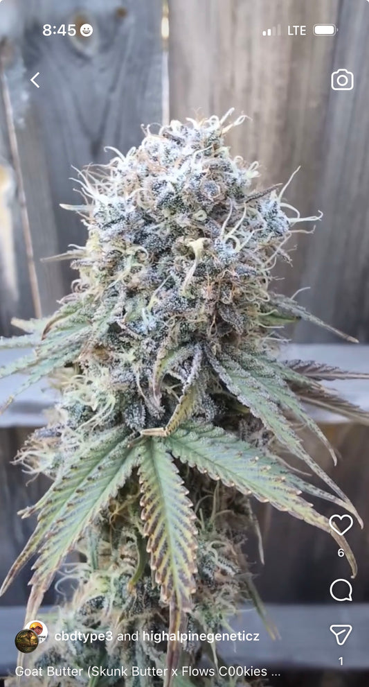 Goat Butter Feminized Type 3 CBD Seeds (Flow's Cookies Line) Not eligible for Monster Mash