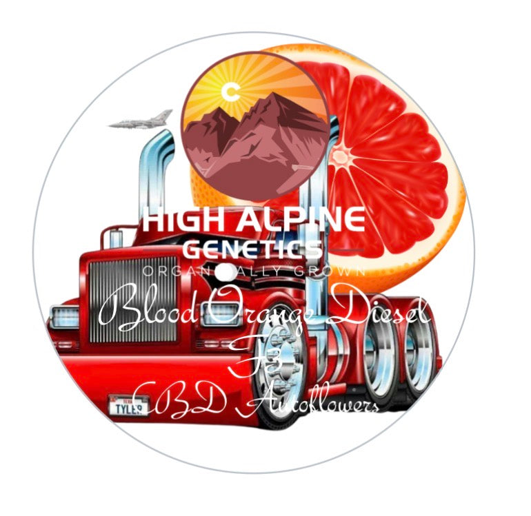 Blood Orange Diesel Auto F3’s  - Feminized Type 3  Seeds (Blood Orange Diesel Line)
