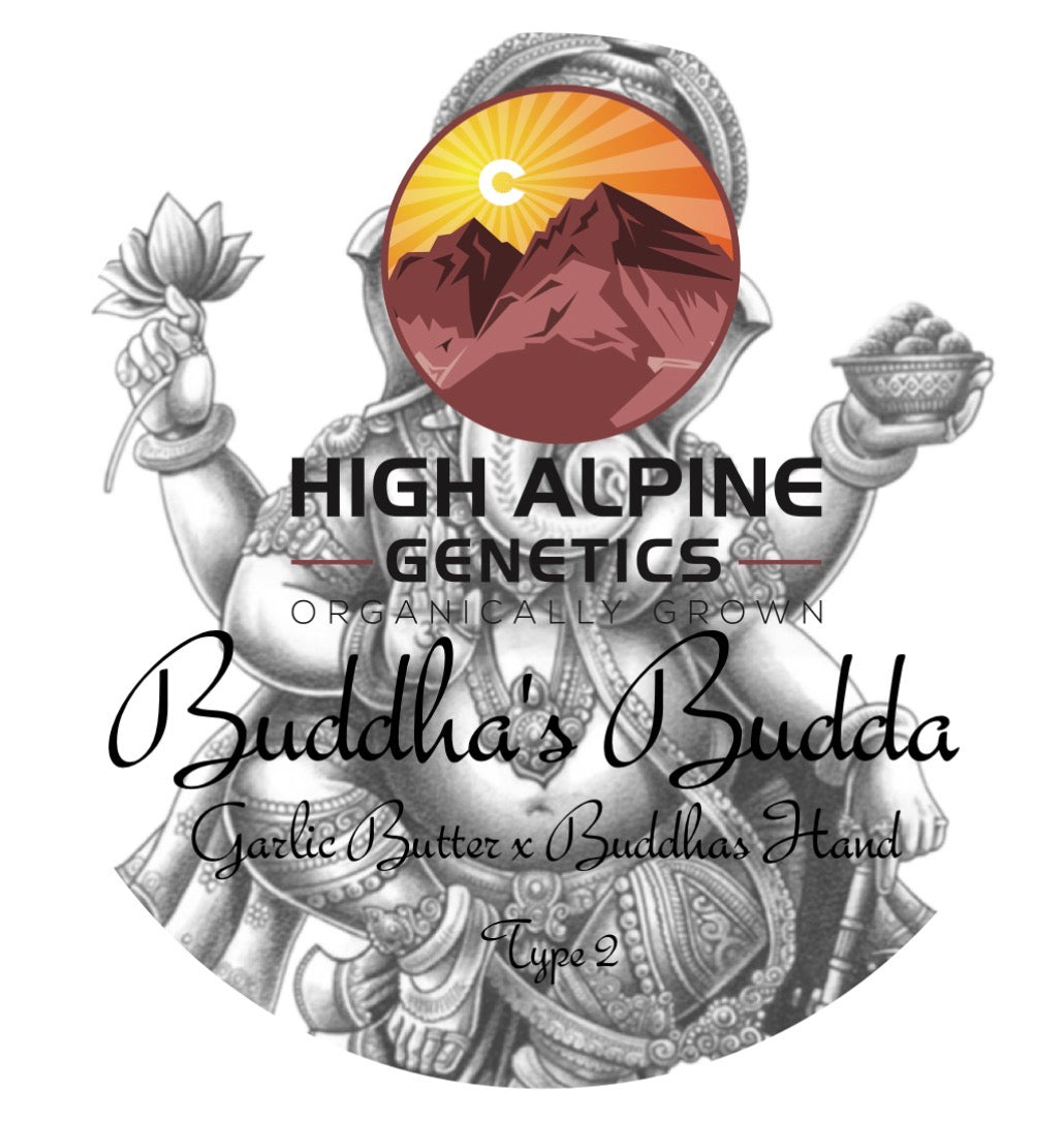 Buddhas Budda 10 Seeds (Male/Female Type 2 Type 3)