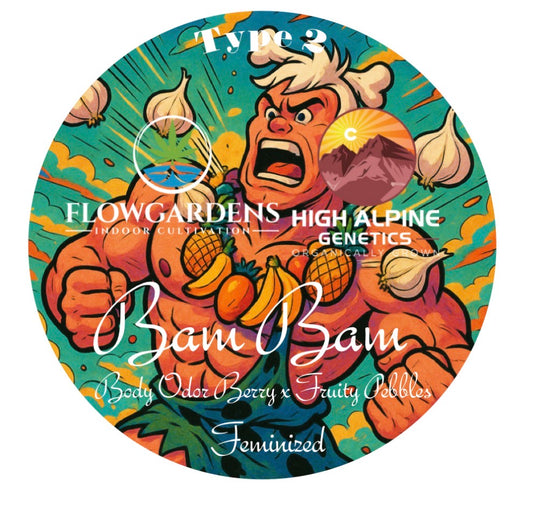 Bam Bam 20 Feminized Seed (Fruity Pebbles Line Type 2)