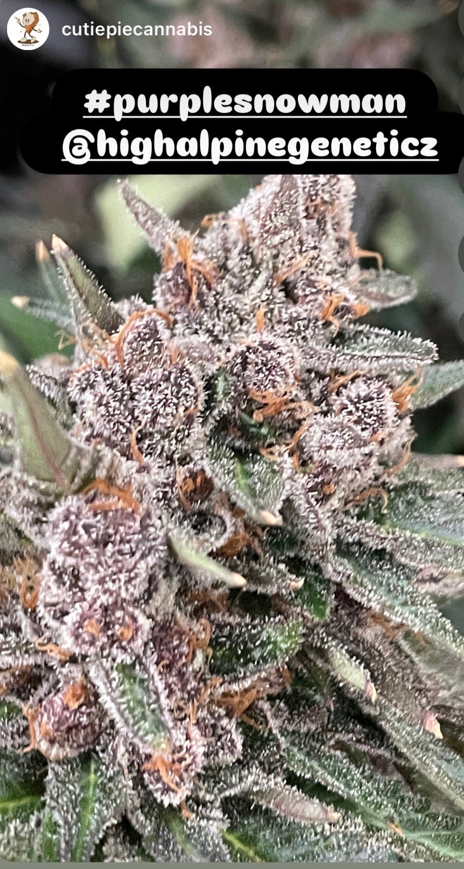 Purple Snowman  (Blood Orange Diesel Line Type 3 CBD)