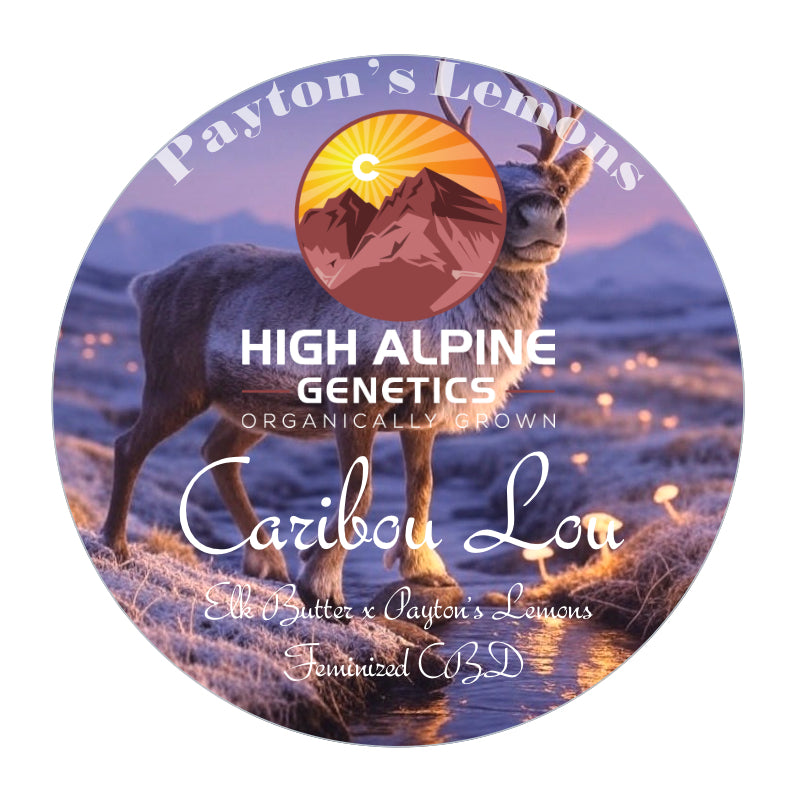 Caribou Lou Feminized CBD Seeds (Payton's Lemons Line)