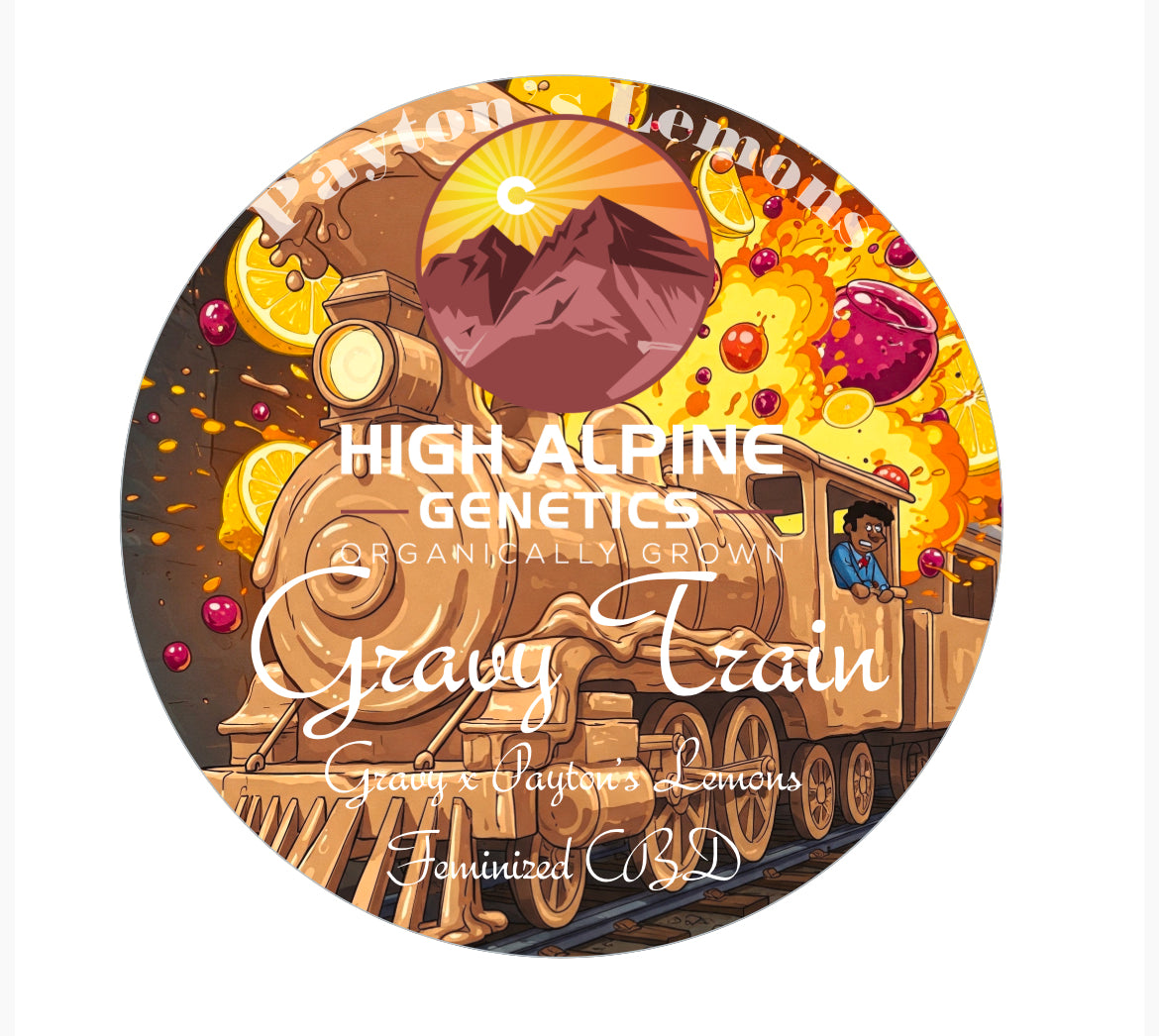 Gravy Train  Feminized CBD Seeds (Payton's Lemons Type 3 )