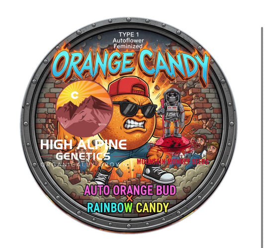 Orange Candy 10 Feminized Seeds  (Type 1 Autoflower)