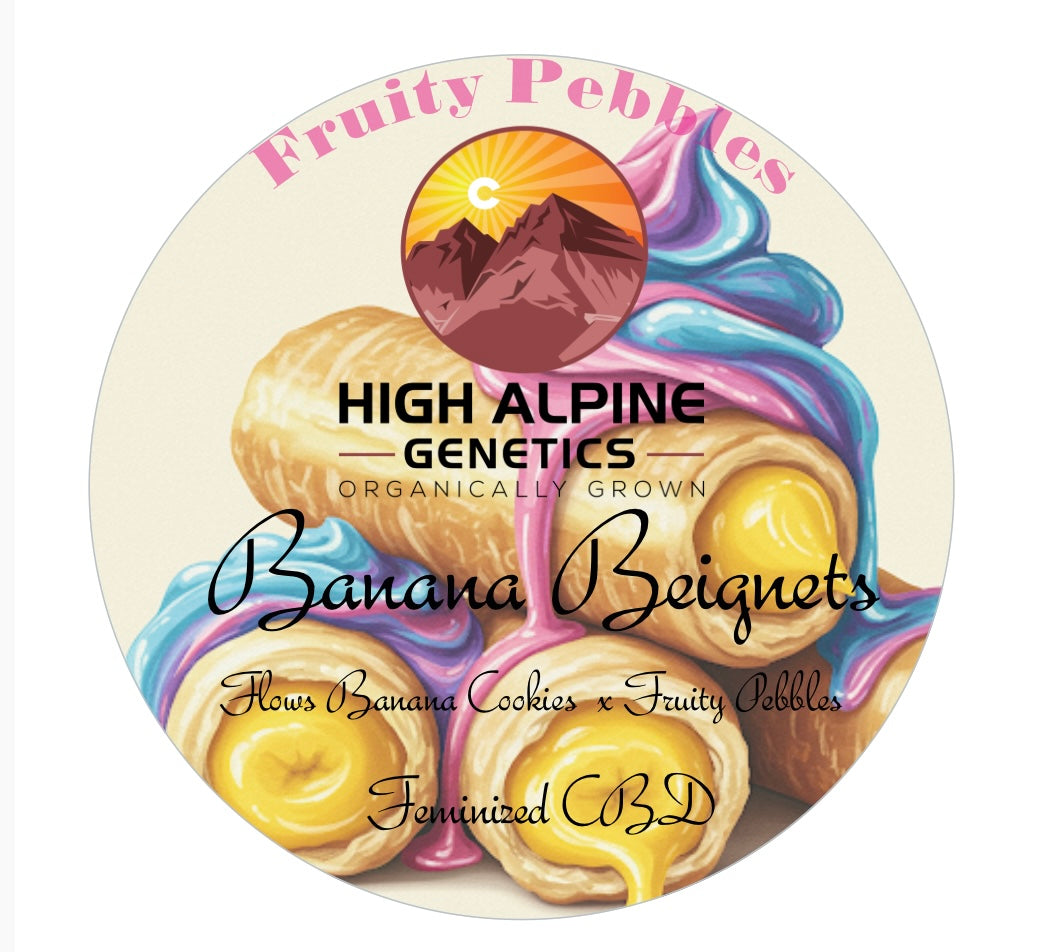 Banana Beignets   Feminized Type 3 CBD Seeds (Fruity Pebbles Line)