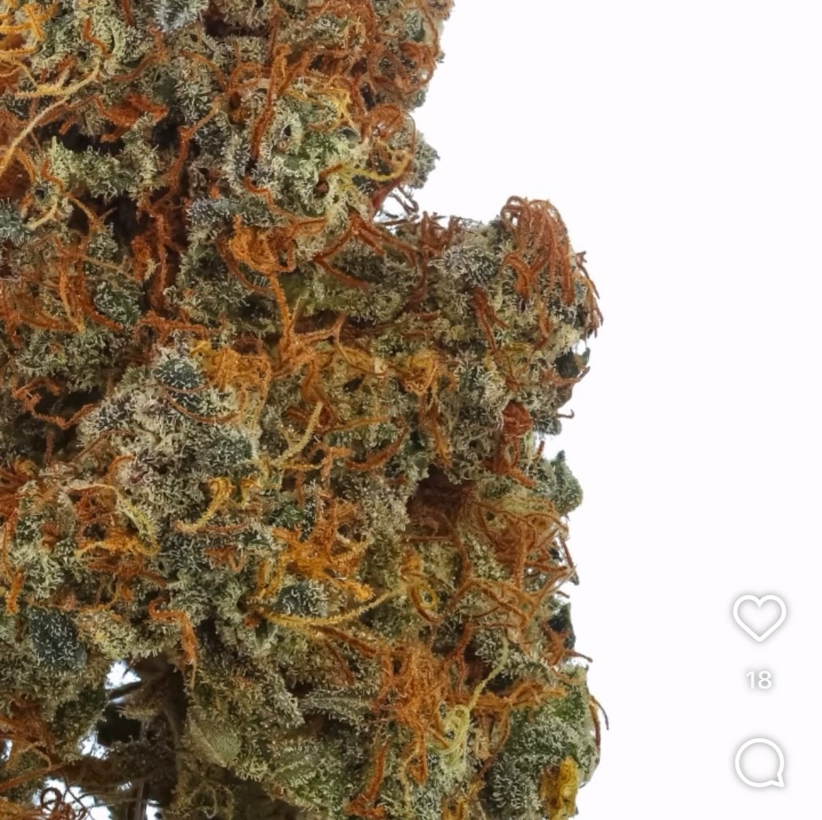 Buck Nasty Feminized Type 3 CBD Seeds (Payton's Lemons Line)