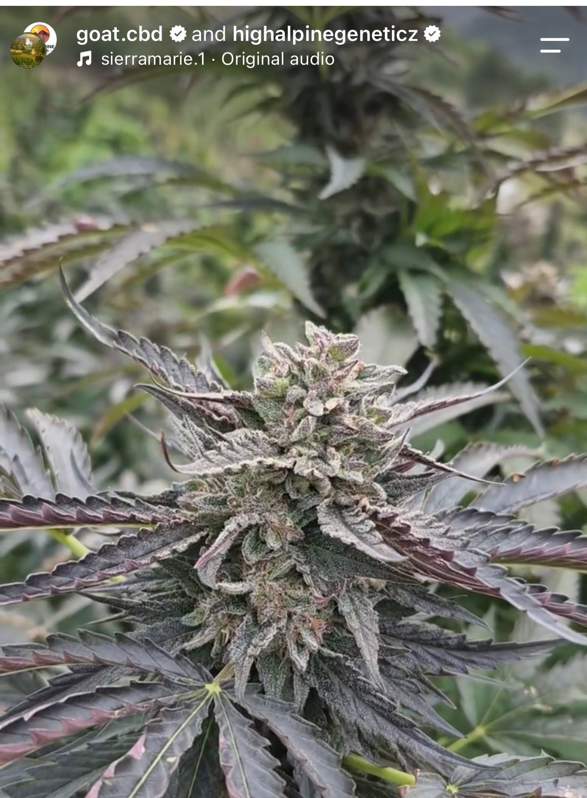 Tomahawk  Feminized CBD Seeds (Paytons Lemons Line Type 3)