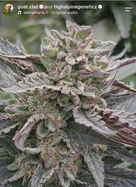 Tomahawk  Feminized CBD Seeds (Paytons Lemons Line Type 3)