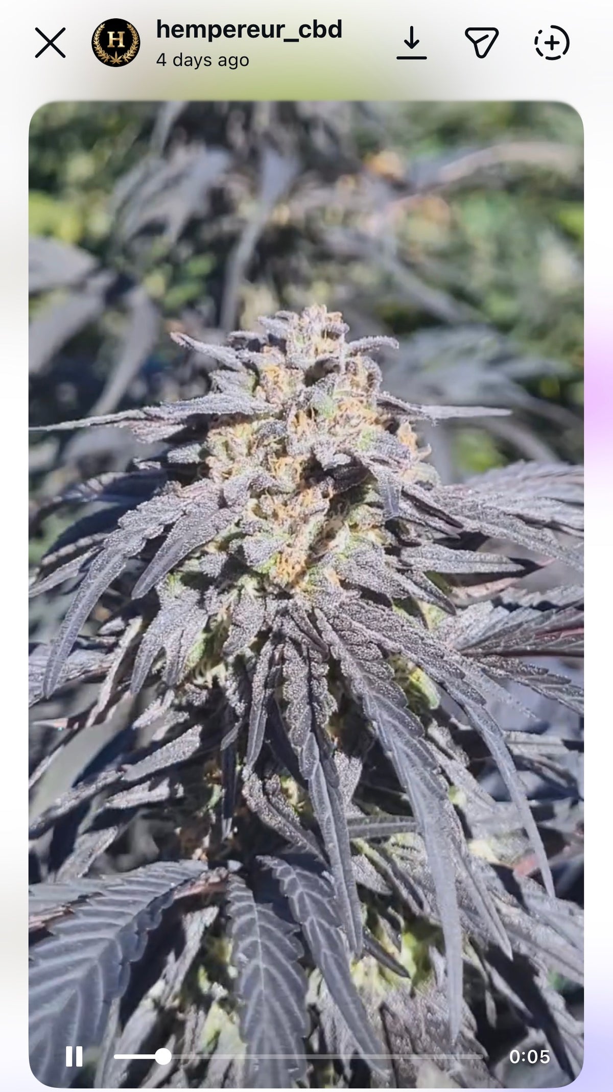 Ganache Feminized Type 3 CBD Seeds  (Flow's Cookies Line)