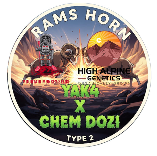 Rams Horn 10 Feminized Seeds (Chem Dozi Line Type 2)