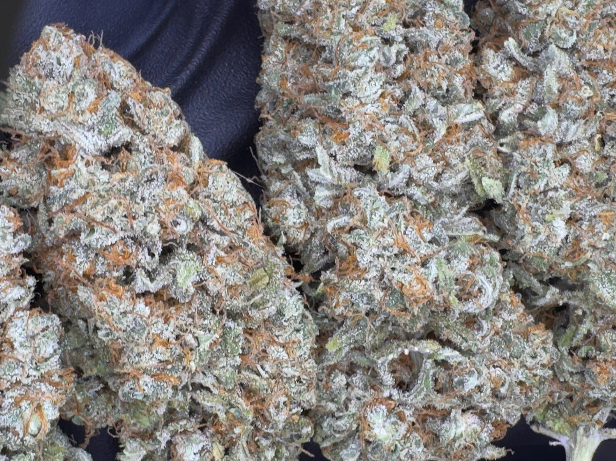 The Daiquiri Factory  Feminized Type 3 CBD Seeds   (Strawberry Chem Line)