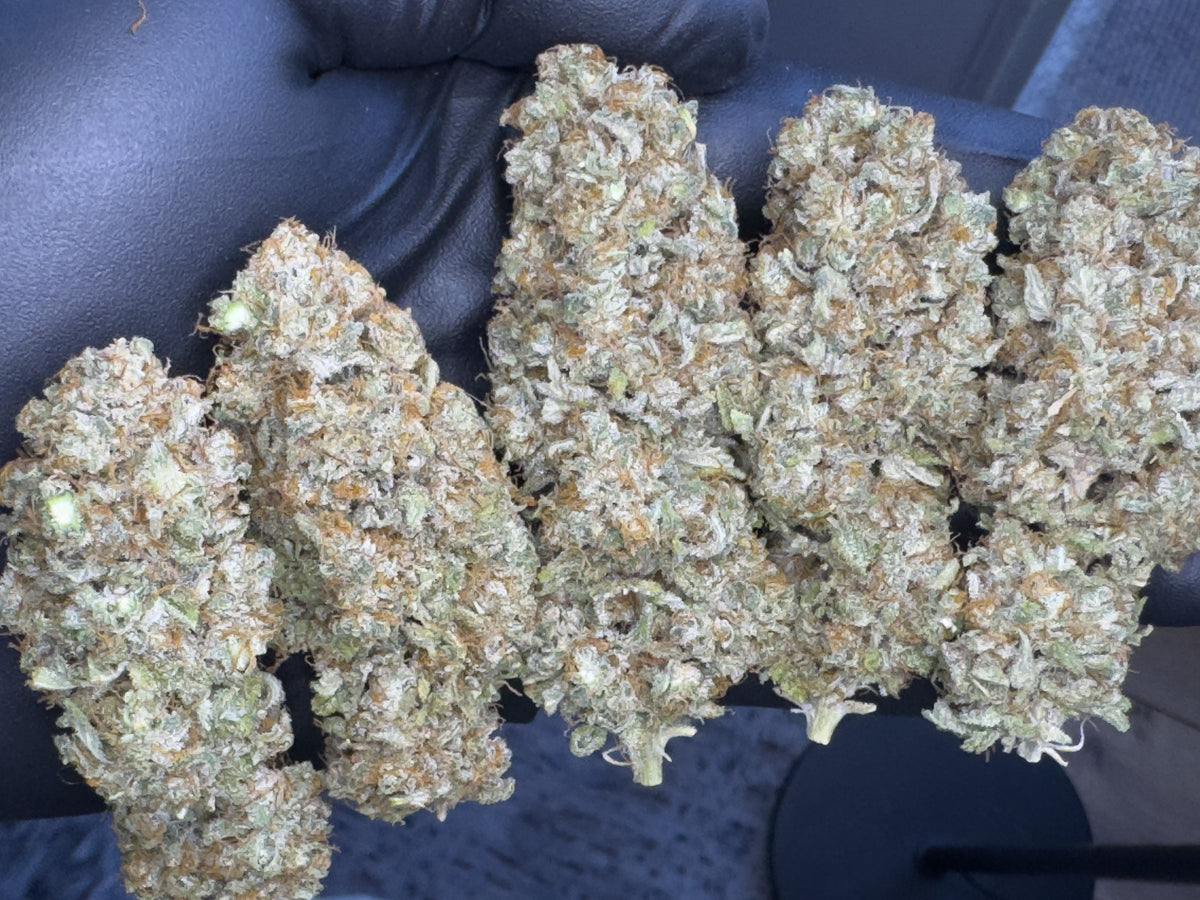 Caribou Lou Feminized CBD Seeds (Payton's Lemons Line)