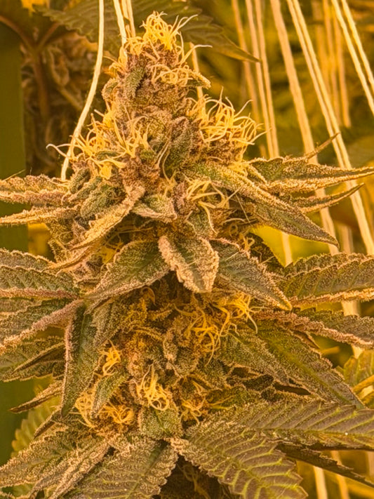 Lemon Pound Cake Feminized Type 3 CBD Seeds (Payton's Lemons Line)