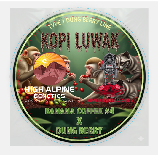 "Kopi Luwak" 20 feminized seed type 1 "Dung Berry" line