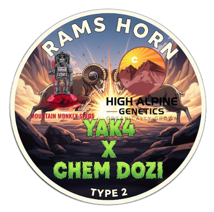 Rams Horn 10 Feminized Seeds (Chem Dozi Line Type 2)
