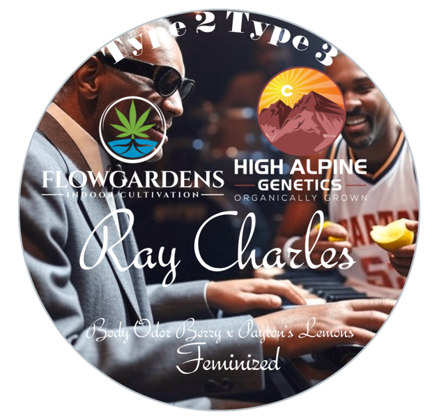 Ray Charles 20 Feminized Seeds (Payton’s Lemons Line Type 2/Type 3)